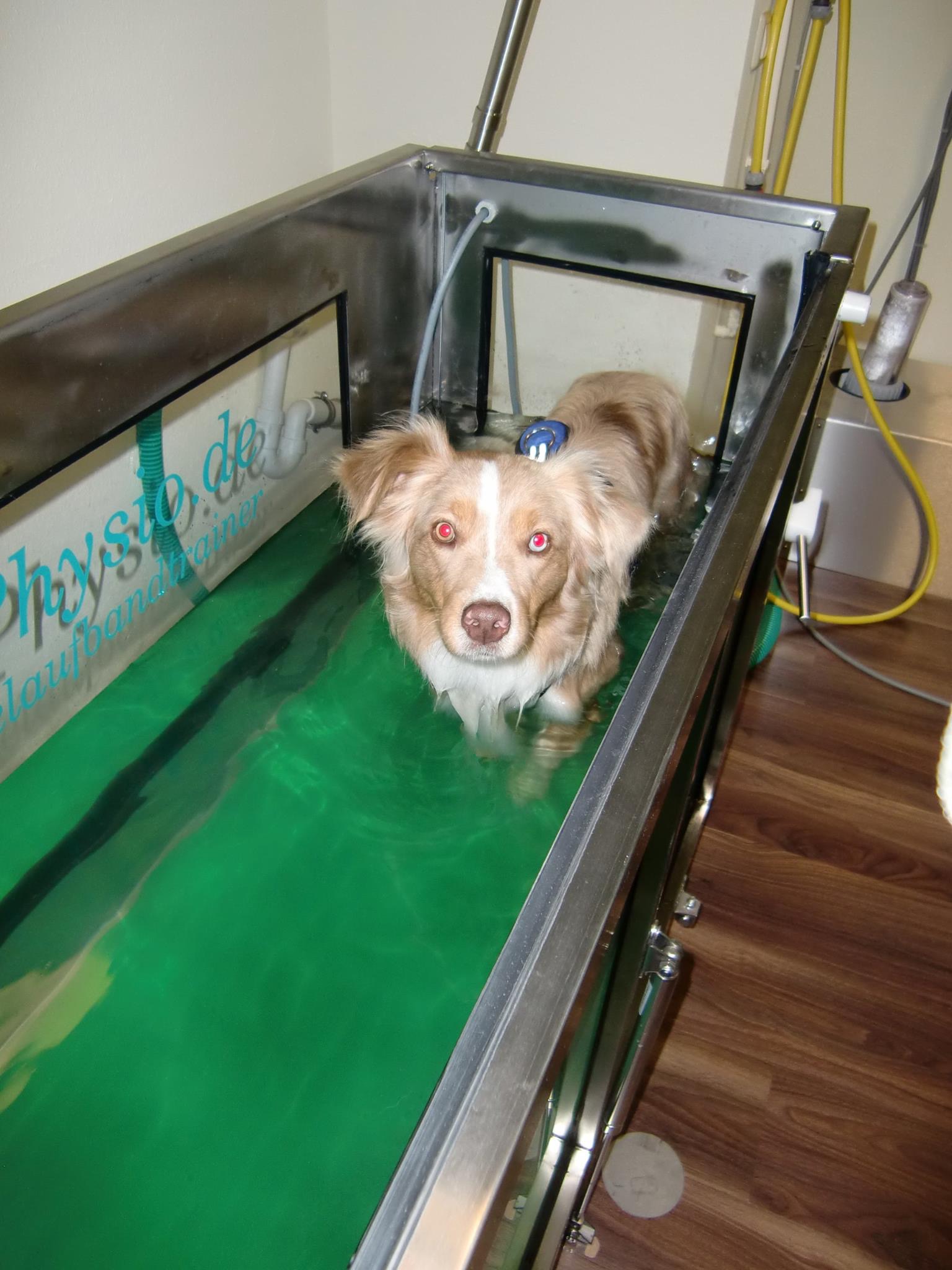 Hunde auf dem BFH Physio Unterwasserlaufband für Hunde Hundephysiotherapie