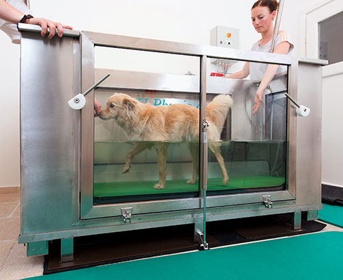 💦 Unterwasserlaufband für Hunde 🐕 mit WAUEffekt BFH Physio